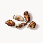 Maitre Truffout Belgijska čokolada Praline Školjke - Image 2